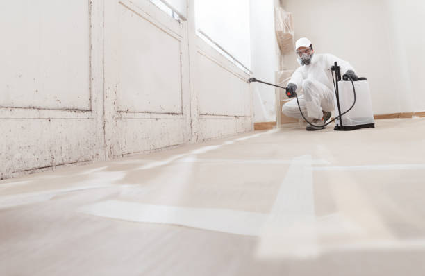 Black mold remediation team in Hollidaysburg